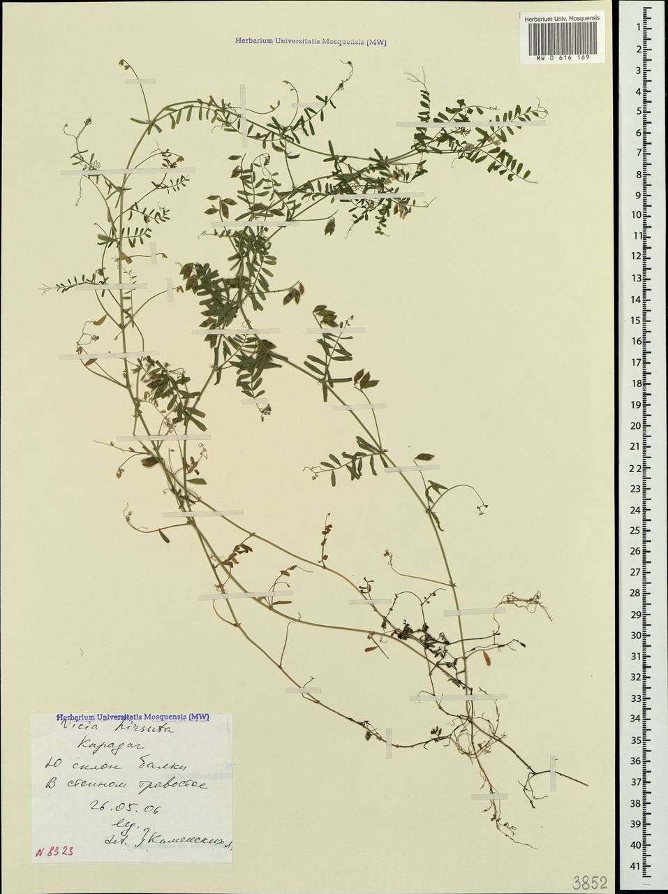 Vicia hirsuta (L.)Gray, Crimea (KRYM) (Russia)