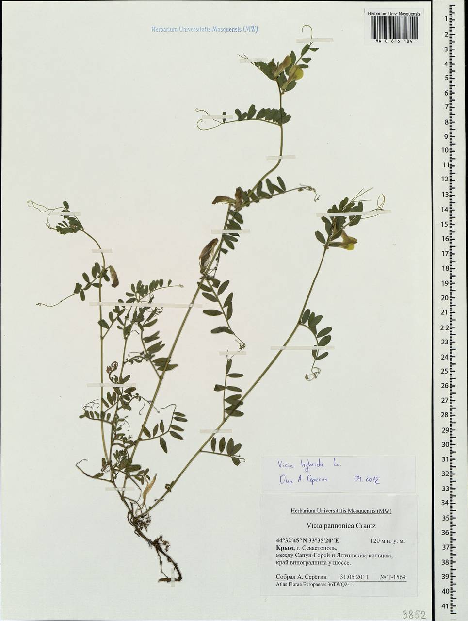 Vicia hybrida L., Crimea (KRYM) (Russia)