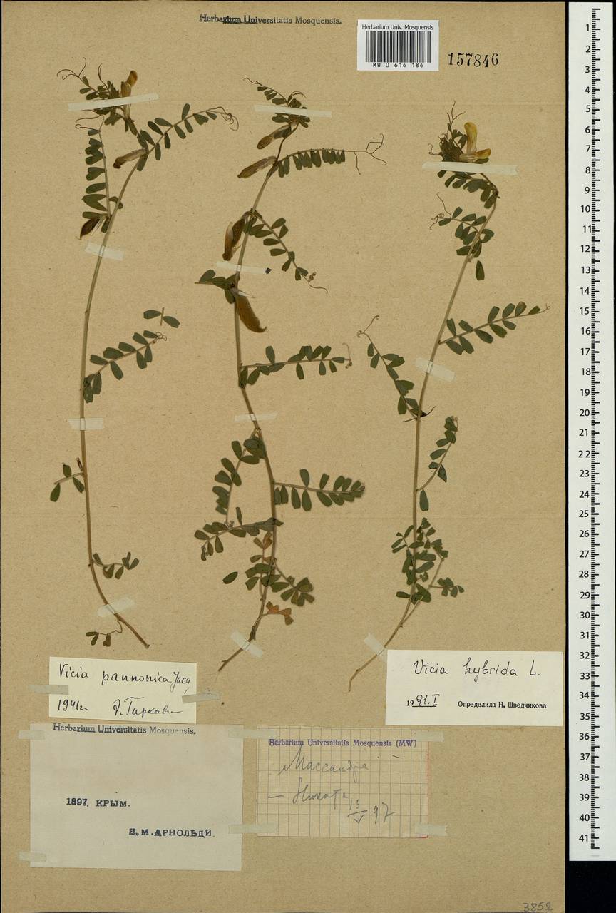 Vicia hybrida L., Crimea (KRYM) (Russia)