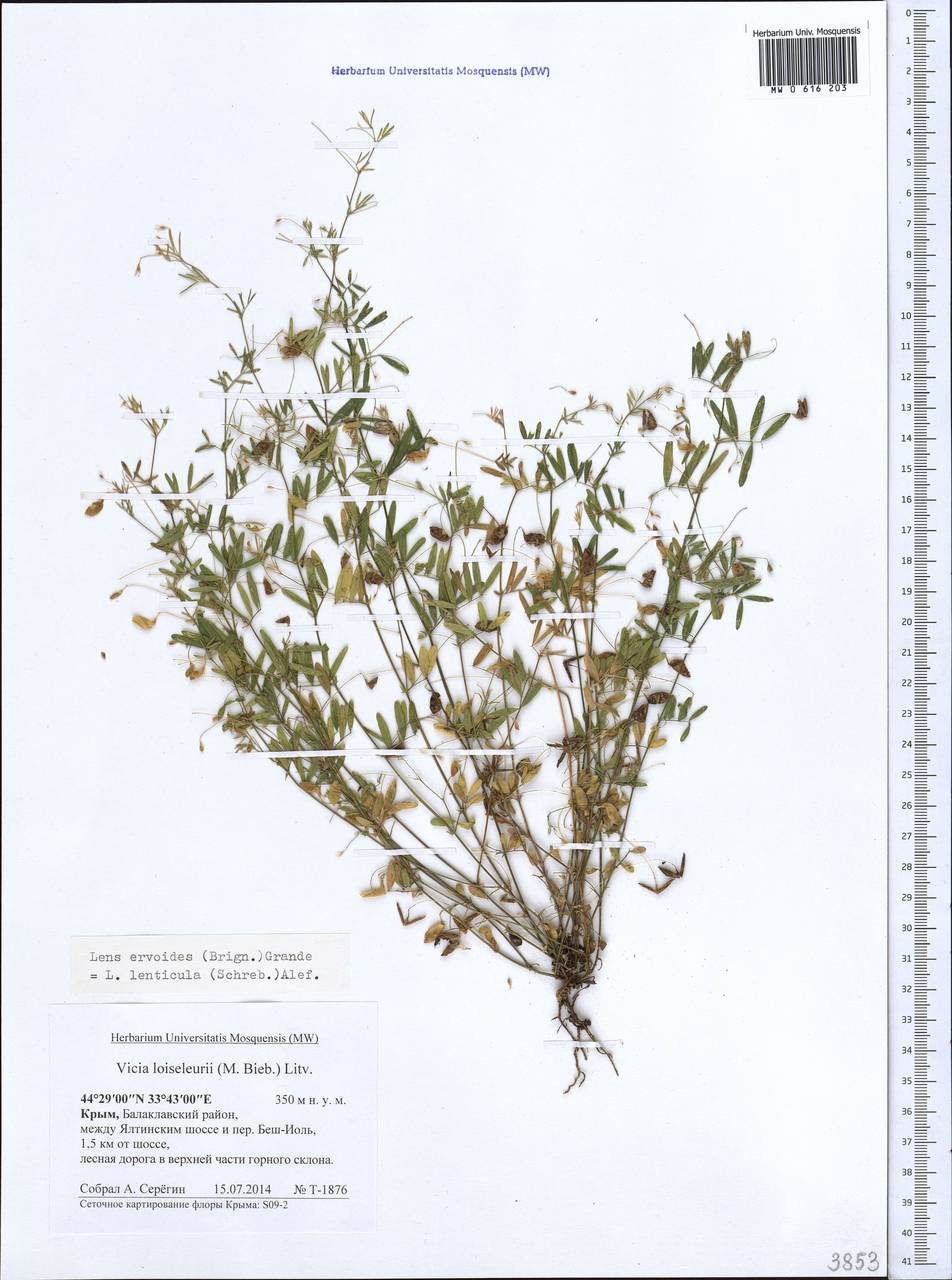 Vicia lenticula (Hoppe) Janka, Crimea (KRYM) (Russia)