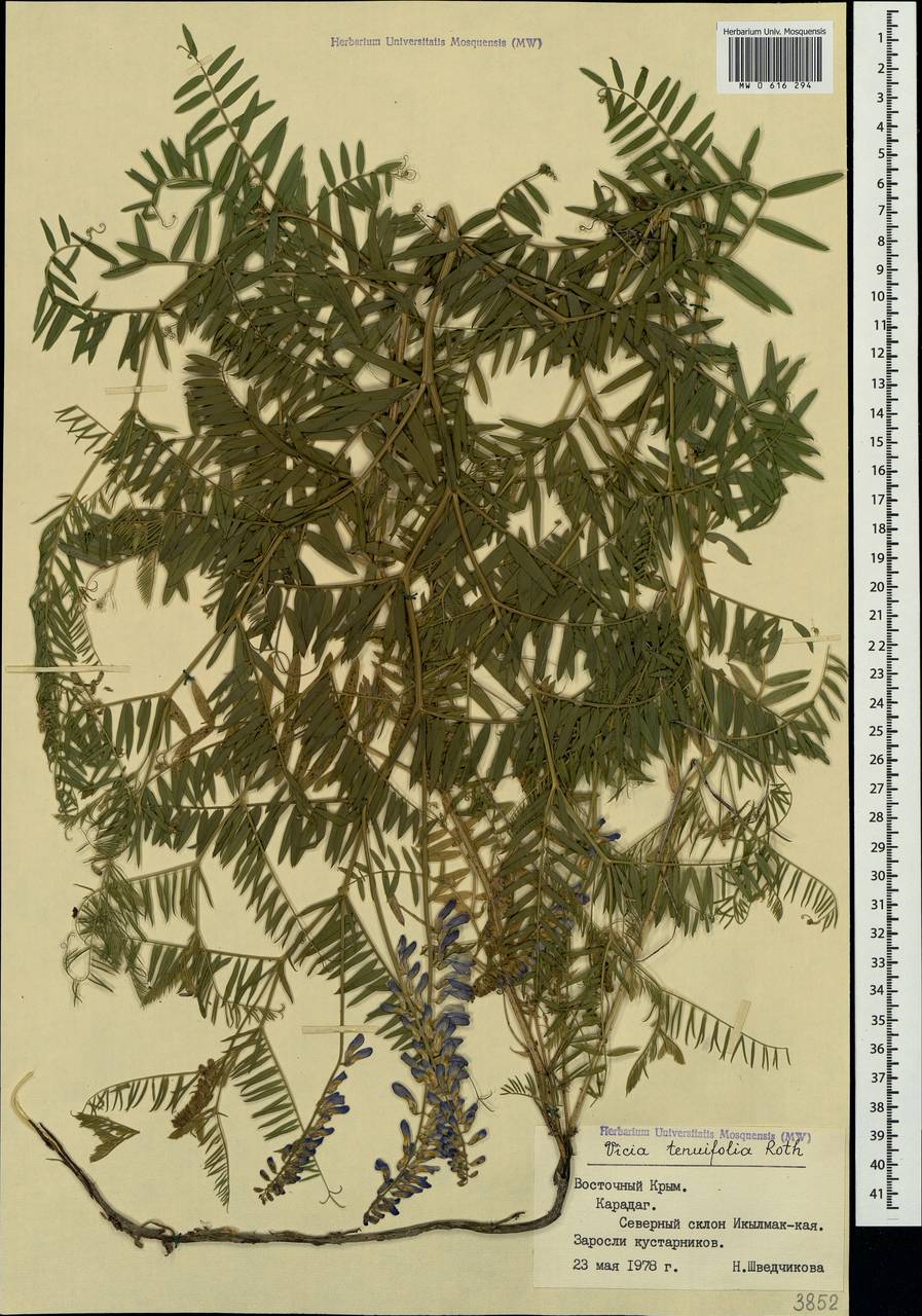 Vicia tenuifolia Roth, Crimea (KRYM) (Russia)