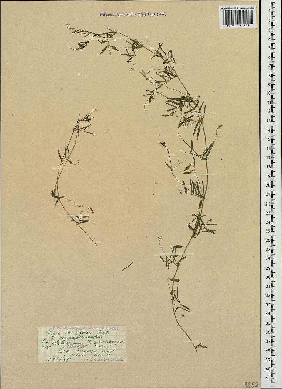 Vicia tetrasperma (L.)Schreb., Crimea (KRYM) (Russia)