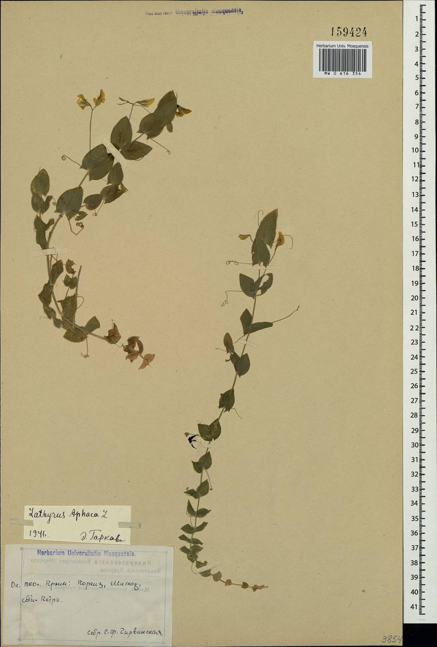 Lathyrus aphaca L., Crimea (KRYM) (Russia)