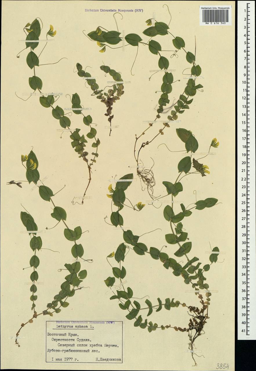 Lathyrus aphaca L., Crimea (KRYM) (Russia)