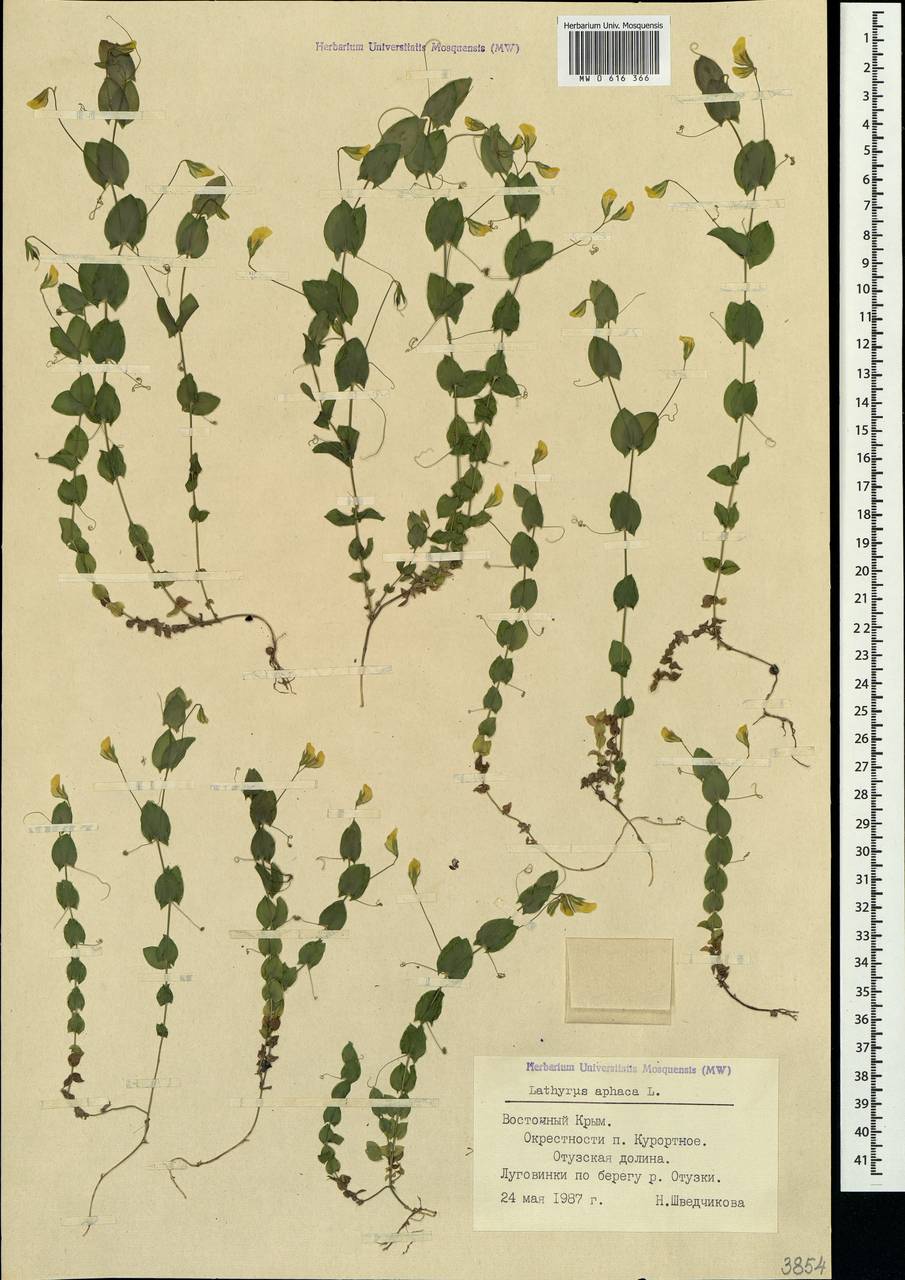 Lathyrus aphaca L., Crimea (KRYM) (Russia)