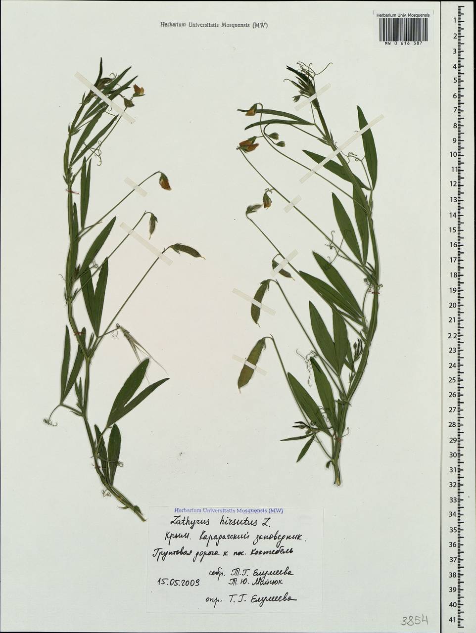Lathyrus hirsutus L., Crimea (KRYM) (Russia)