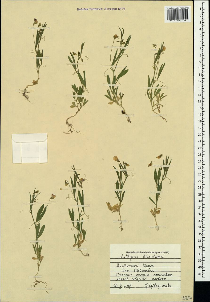 Lathyrus hirsutus L., Crimea (KRYM) (Russia)