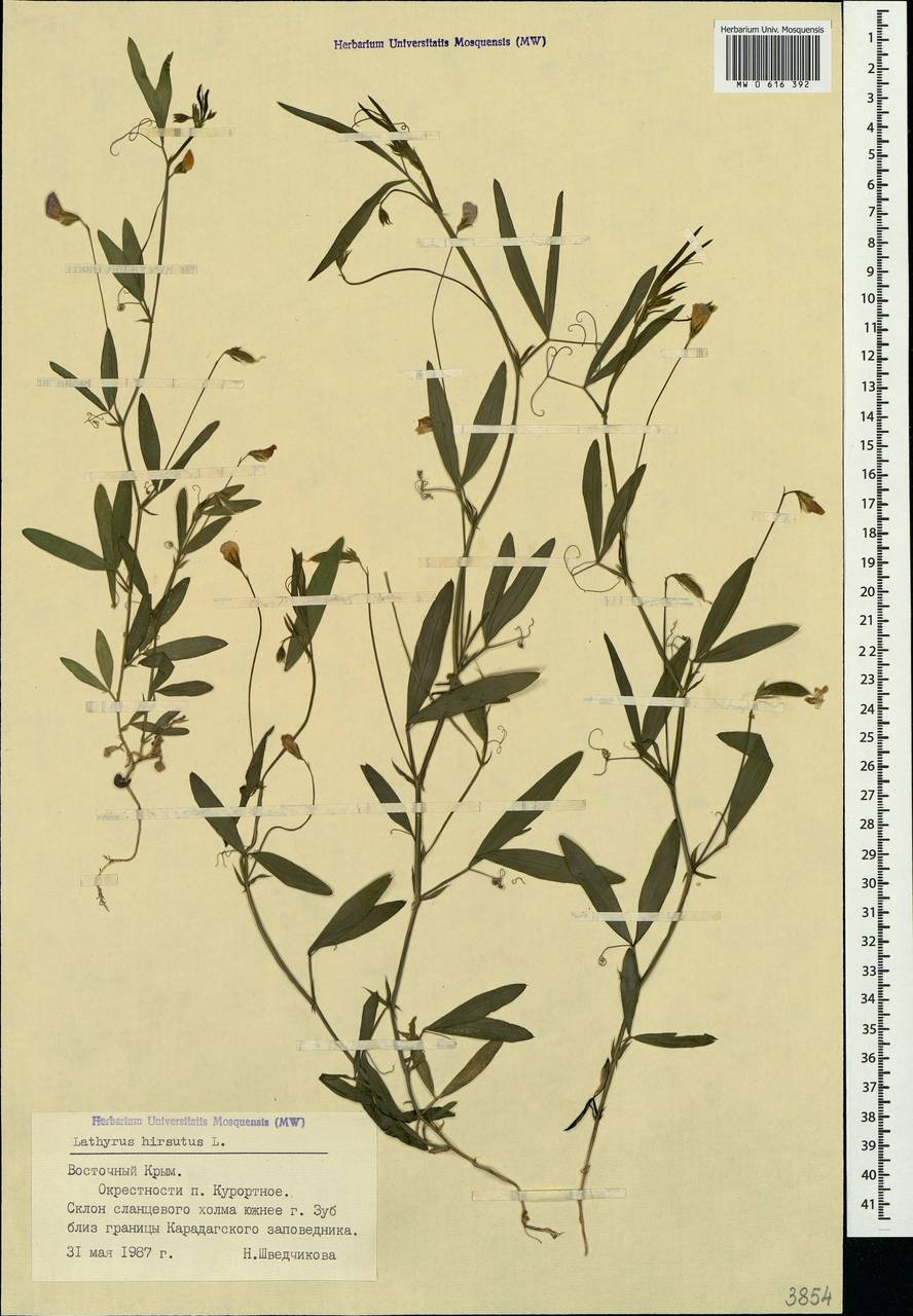 Lathyrus hirsutus L., Crimea (KRYM) (Russia)