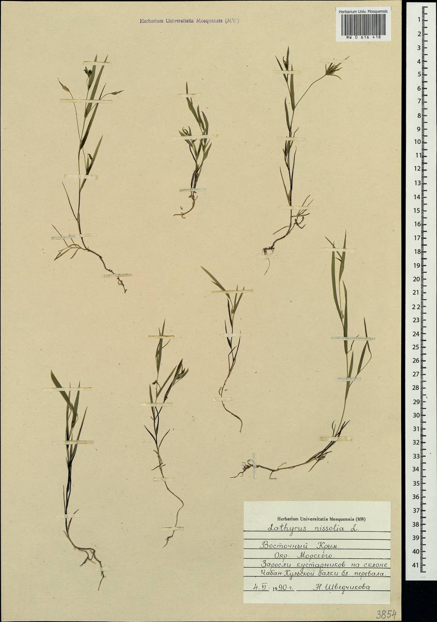 Lathyrus nissolia L., Crimea (KRYM) (Russia)