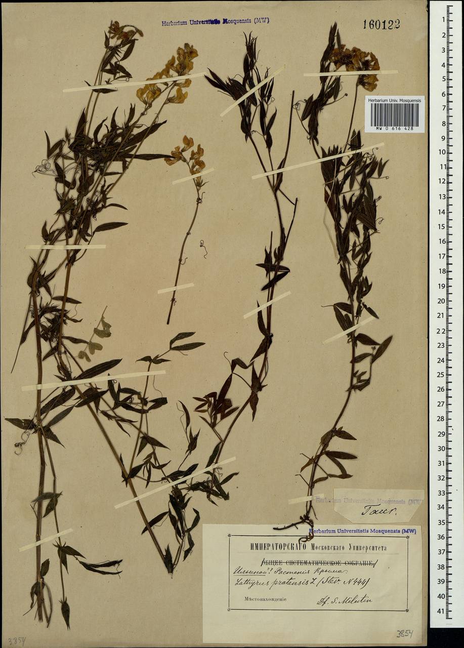 Lathyrus pratensis L., Crimea (KRYM) (Russia)