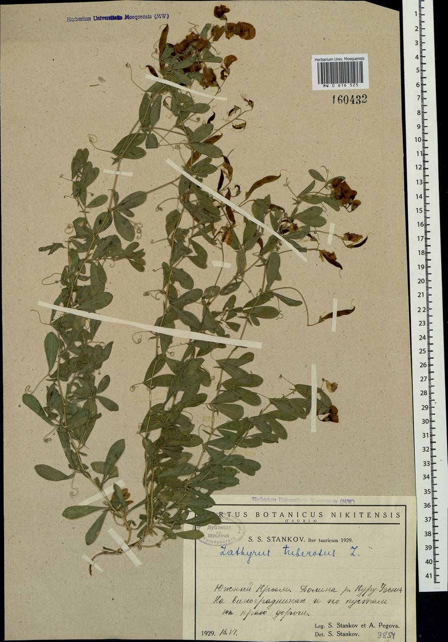 Lathyrus tuberosus L., Crimea (KRYM) (Russia)