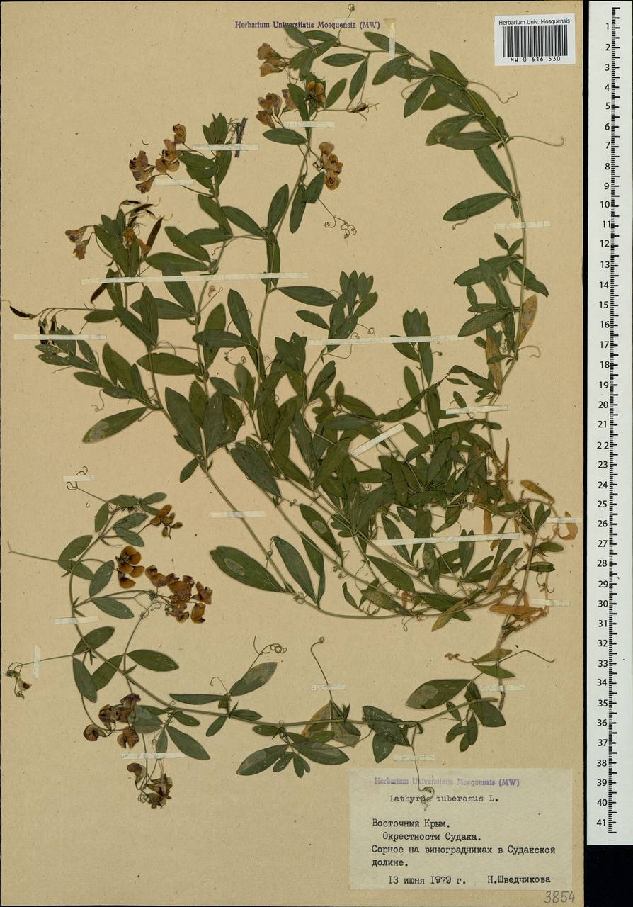 Lathyrus tuberosus L., Crimea (KRYM) (Russia)
