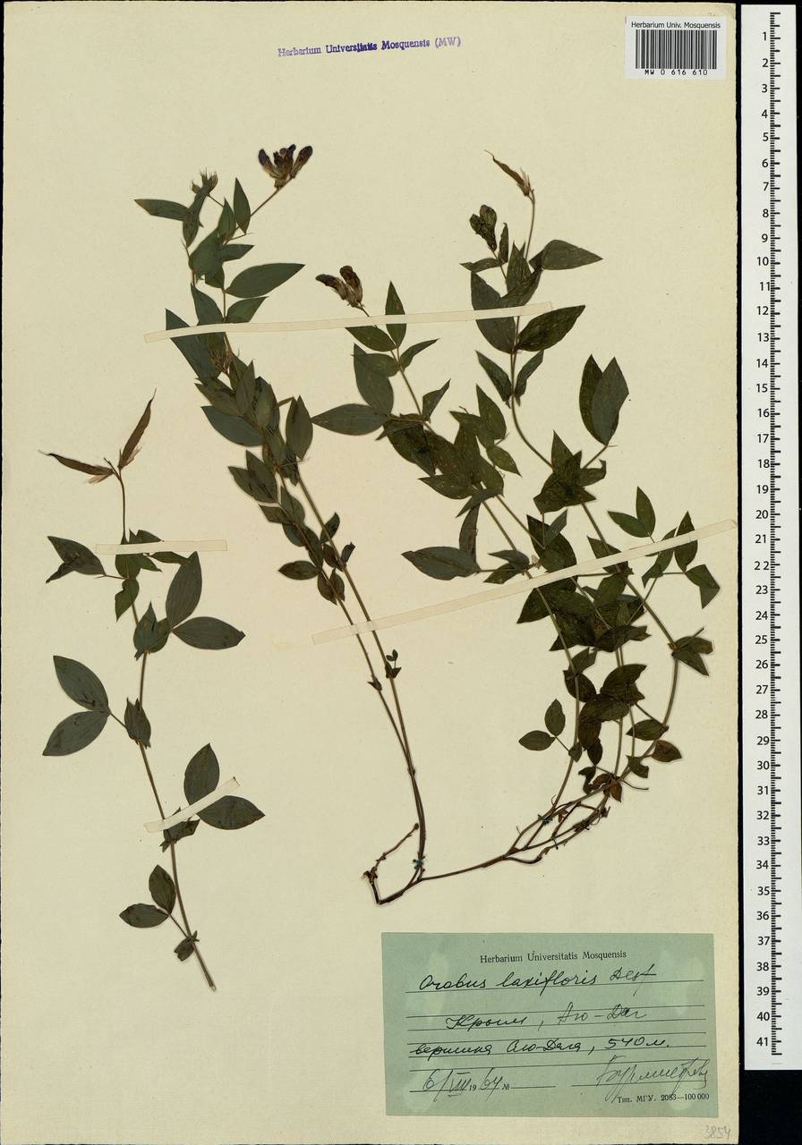 Lathyrus laxiflorus (Desf.)Kuntze, Crimea (KRYM) (Russia)
