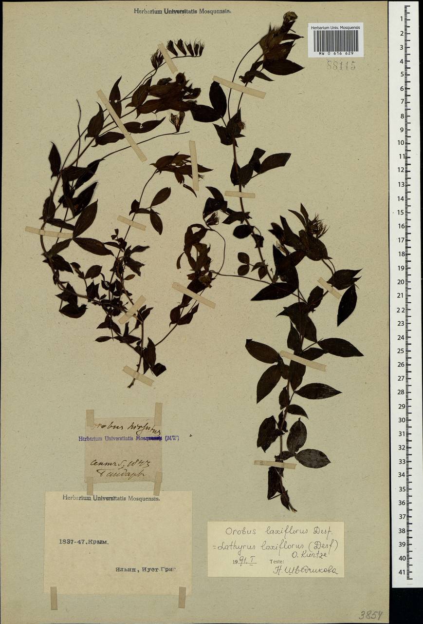 Lathyrus laxiflorus (Desf.) Kuntze, Crimea (KRYM) (Russia)