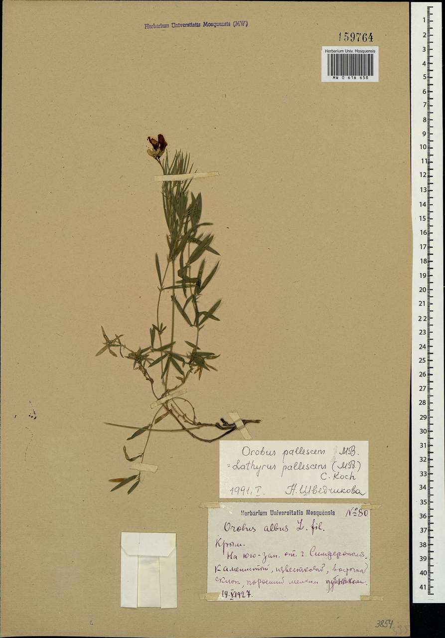 Lathyrus pallescens (M.Bieb.)K.Koch, Crimea (KRYM) (Russia)