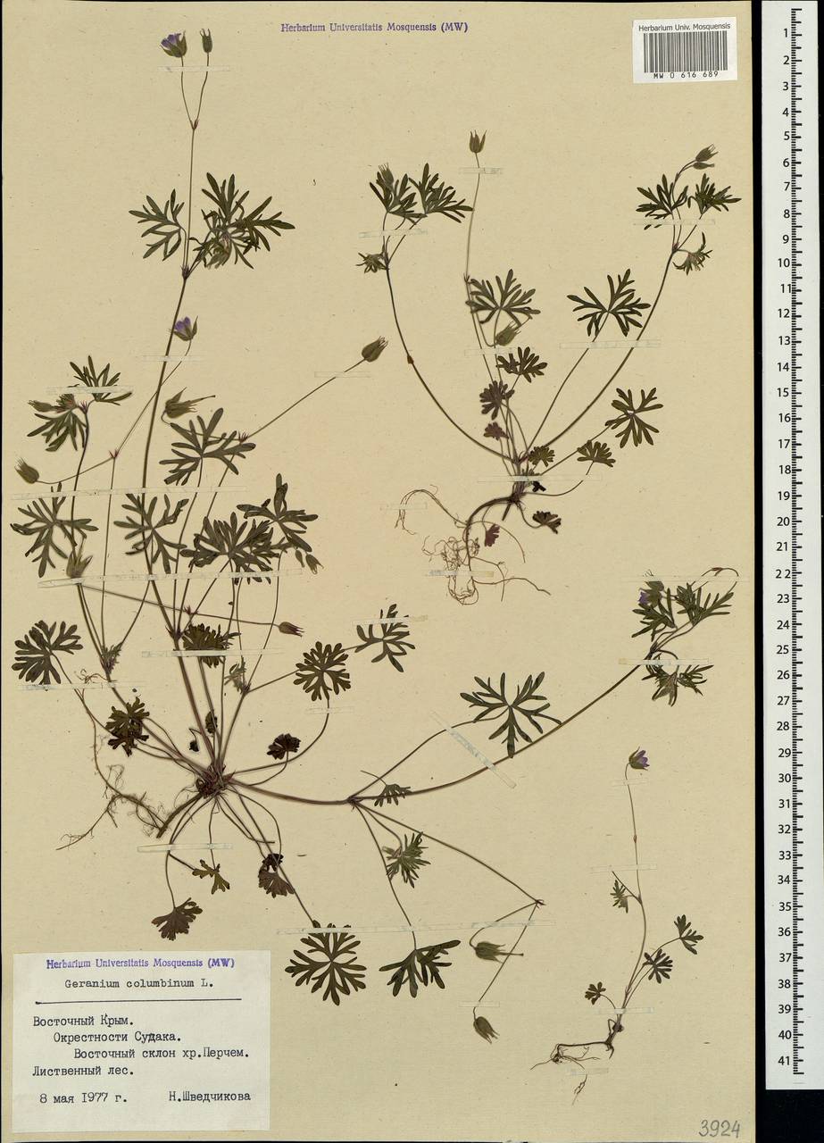 Geranium columbinum L., Crimea (KRYM) (Russia)