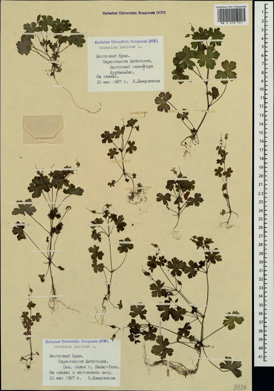 Geranium lucidum L., Crimea (KRYM) (Russia)