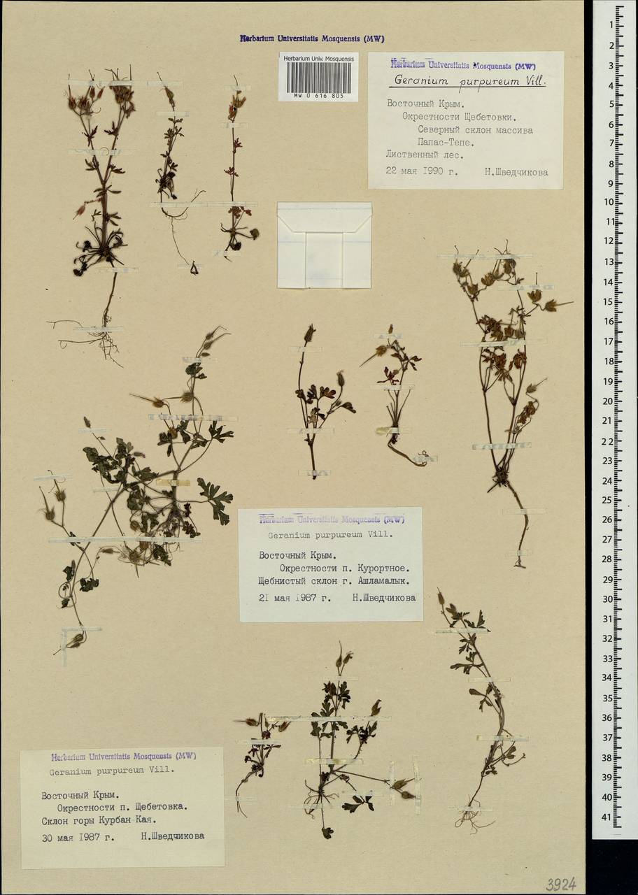 Geranium purpureum Vill., Crimea (KRYM) (Russia)