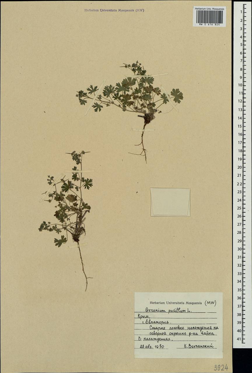 Geranium pusillum L., Crimea (KRYM) (Russia)