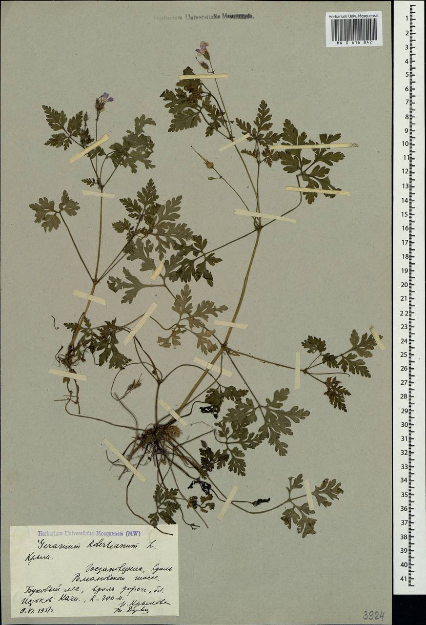 Geranium robertianum L., Crimea (KRYM) (Russia)