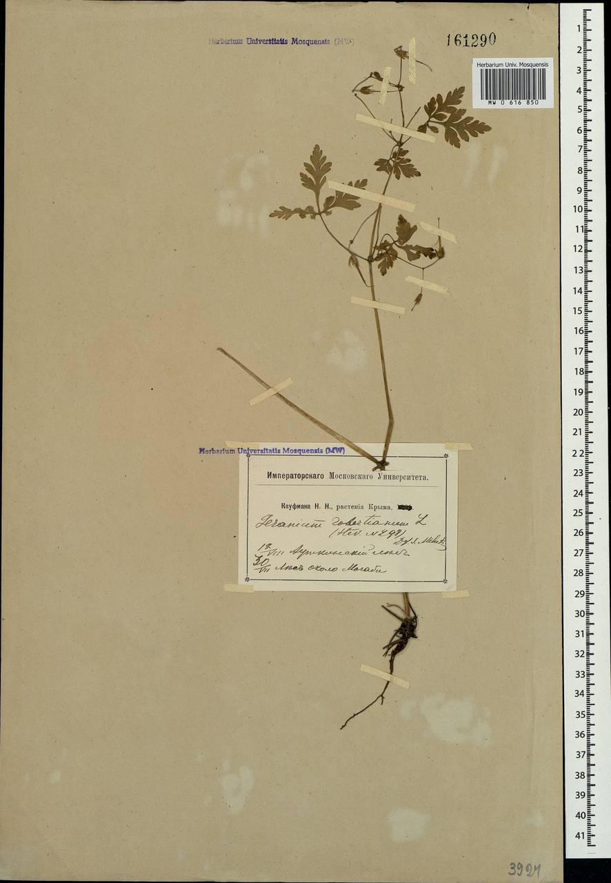 Geranium robertianum L., Crimea (KRYM) (Russia)