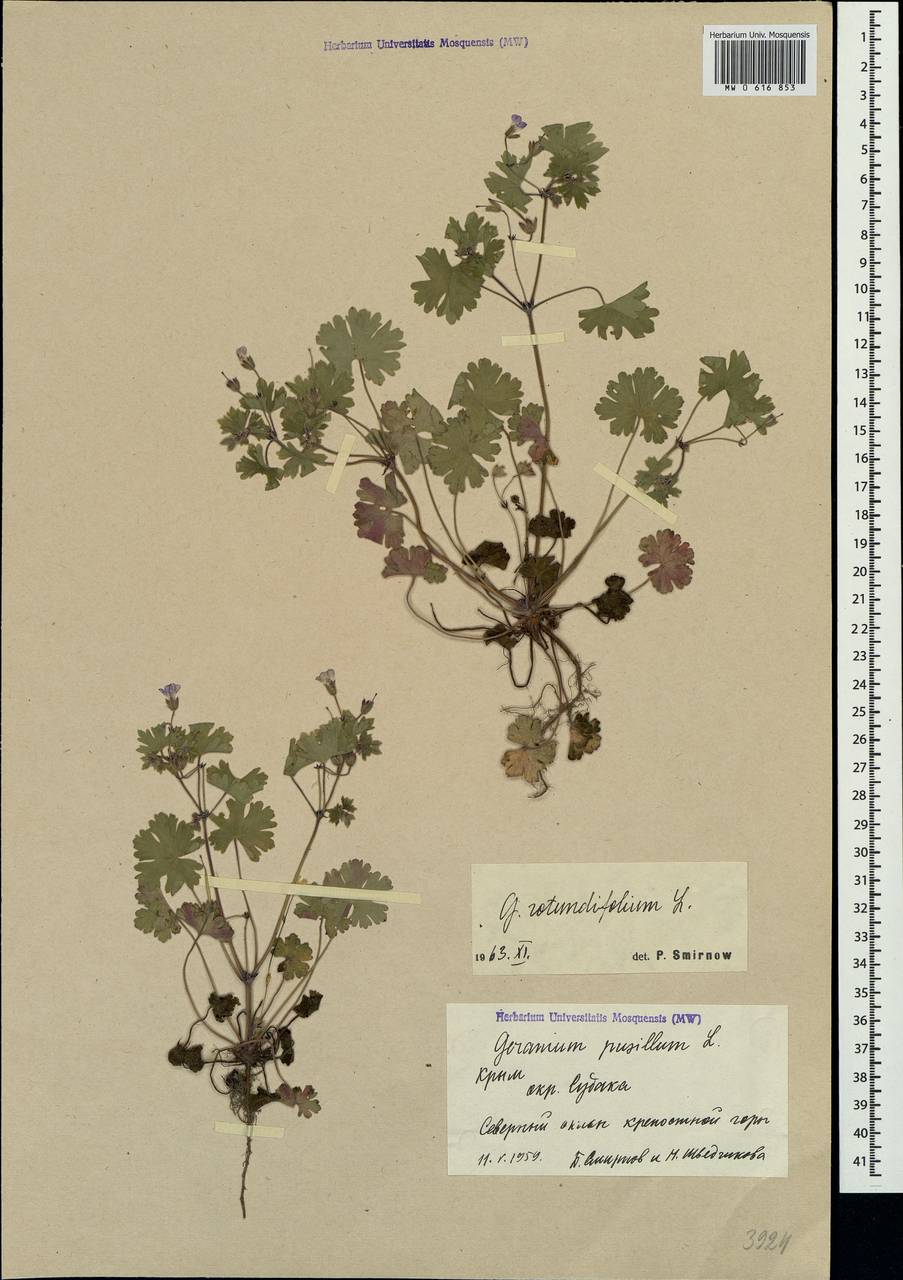 Geranium rotundifolium L., Crimea (KRYM) (Russia)