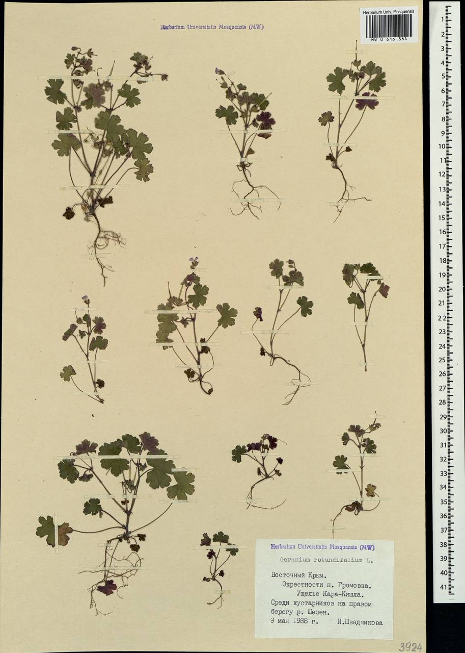 Geranium rotundifolium L., Crimea (KRYM) (Russia)