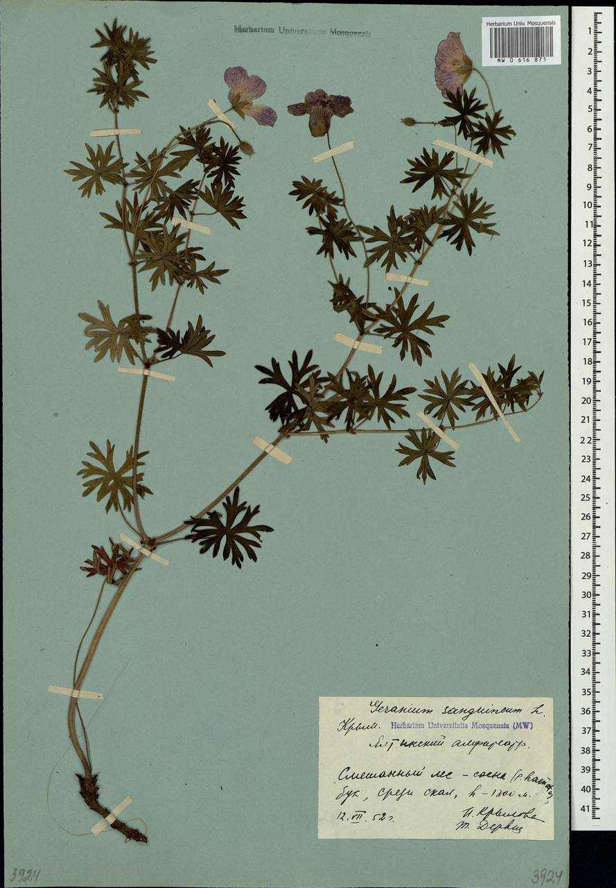 Geranium sanguineum L., Crimea (KRYM) (Russia)