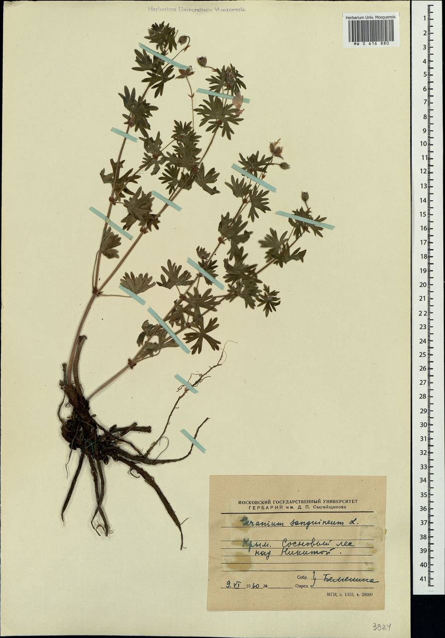 Geranium sanguineum L., Crimea (KRYM) (Russia)