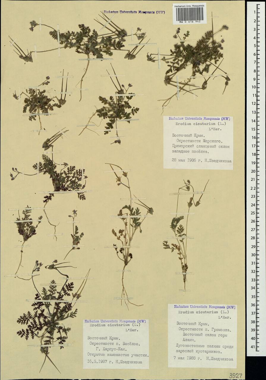 Erodium cicutarium (L.) L'Hér., Crimea (KRYM) (Russia)