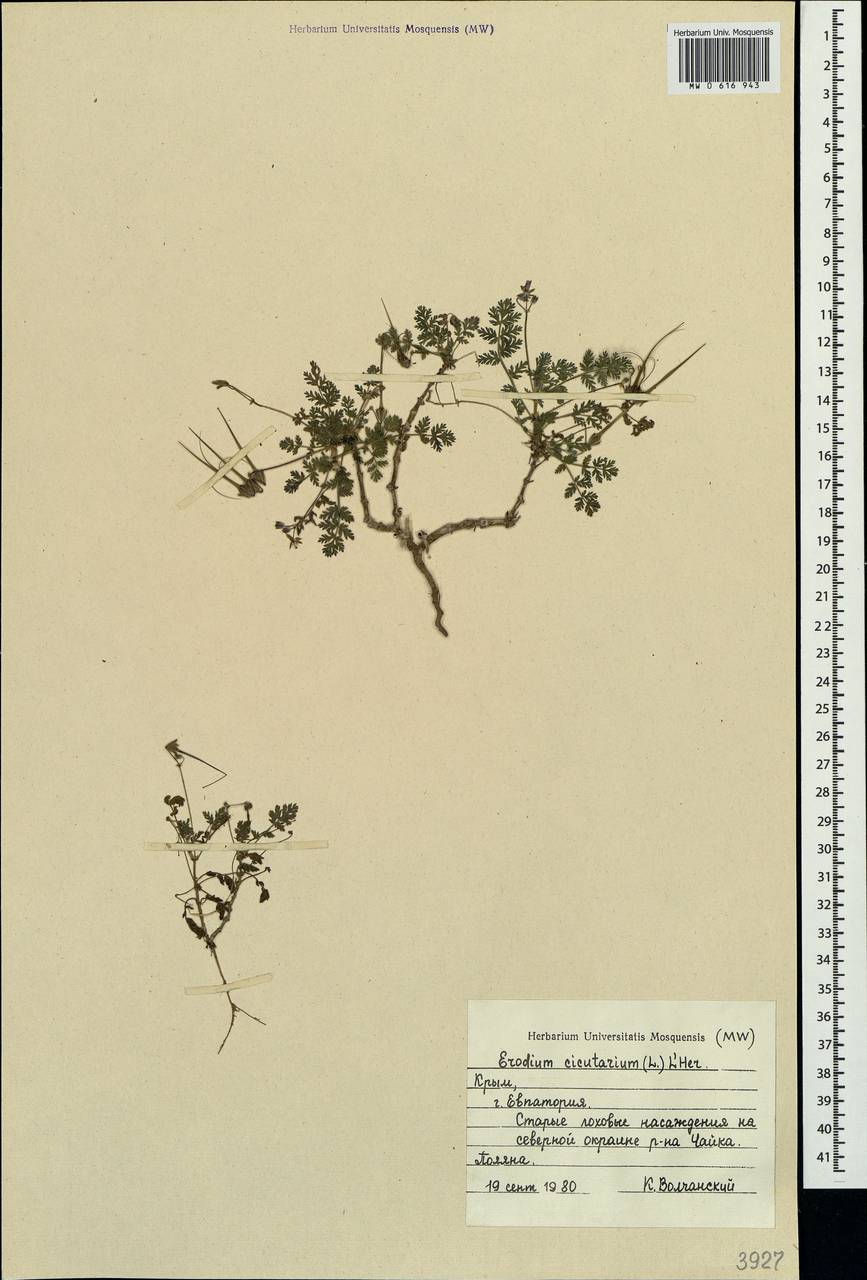 Erodium cicutarium, Crimea (KRYM) (Russia)