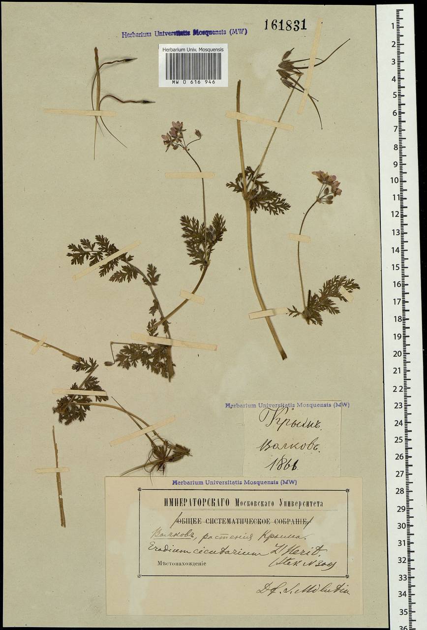 Erodium cicutarium, Crimea (KRYM) (Russia)
