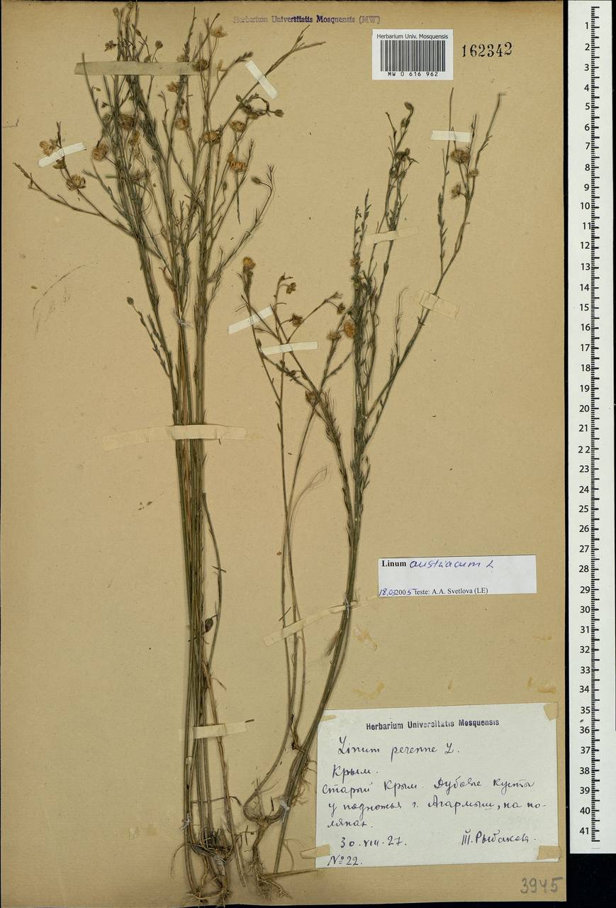 Linum austriacum L., Crimea (KRYM) (Russia)