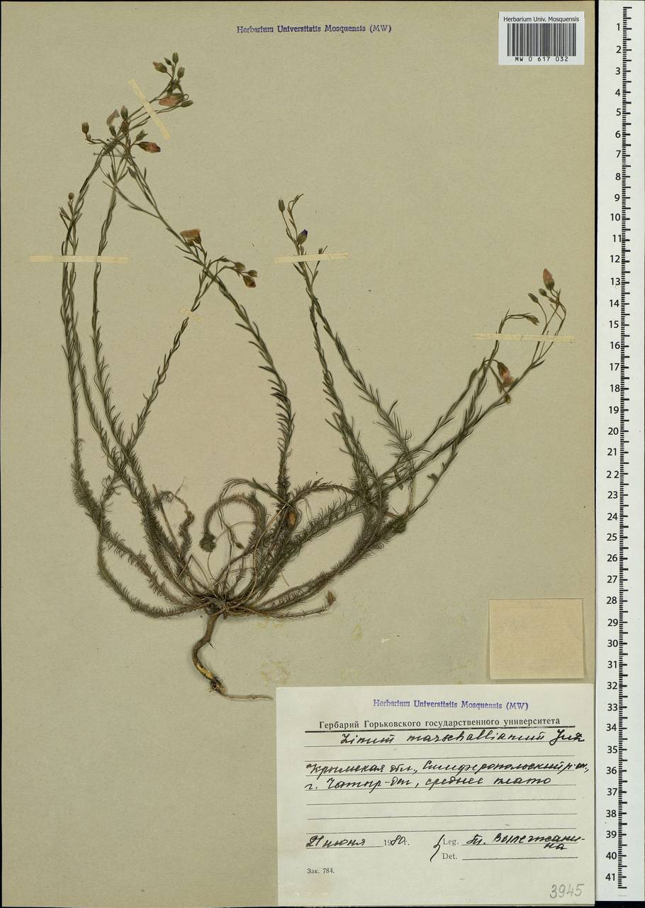 Linum austriacum subsp. marschallianum (Juz.) Greuter & Burdet, Crimea (KRYM) (Russia)