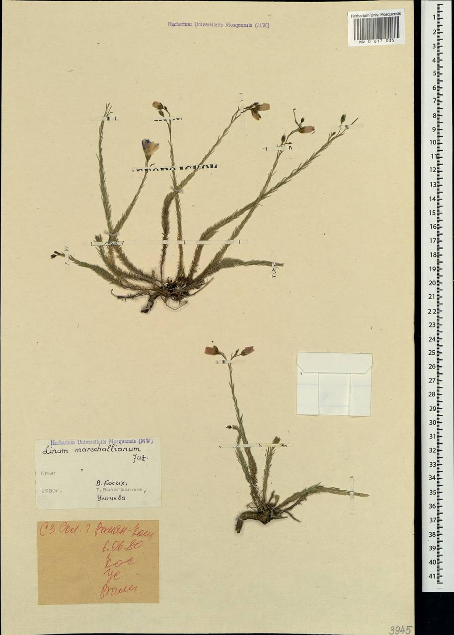 Linum austriacum subsp. marschallianum (Juz.) Greuter & Burdet, Crimea (KRYM) (Russia)