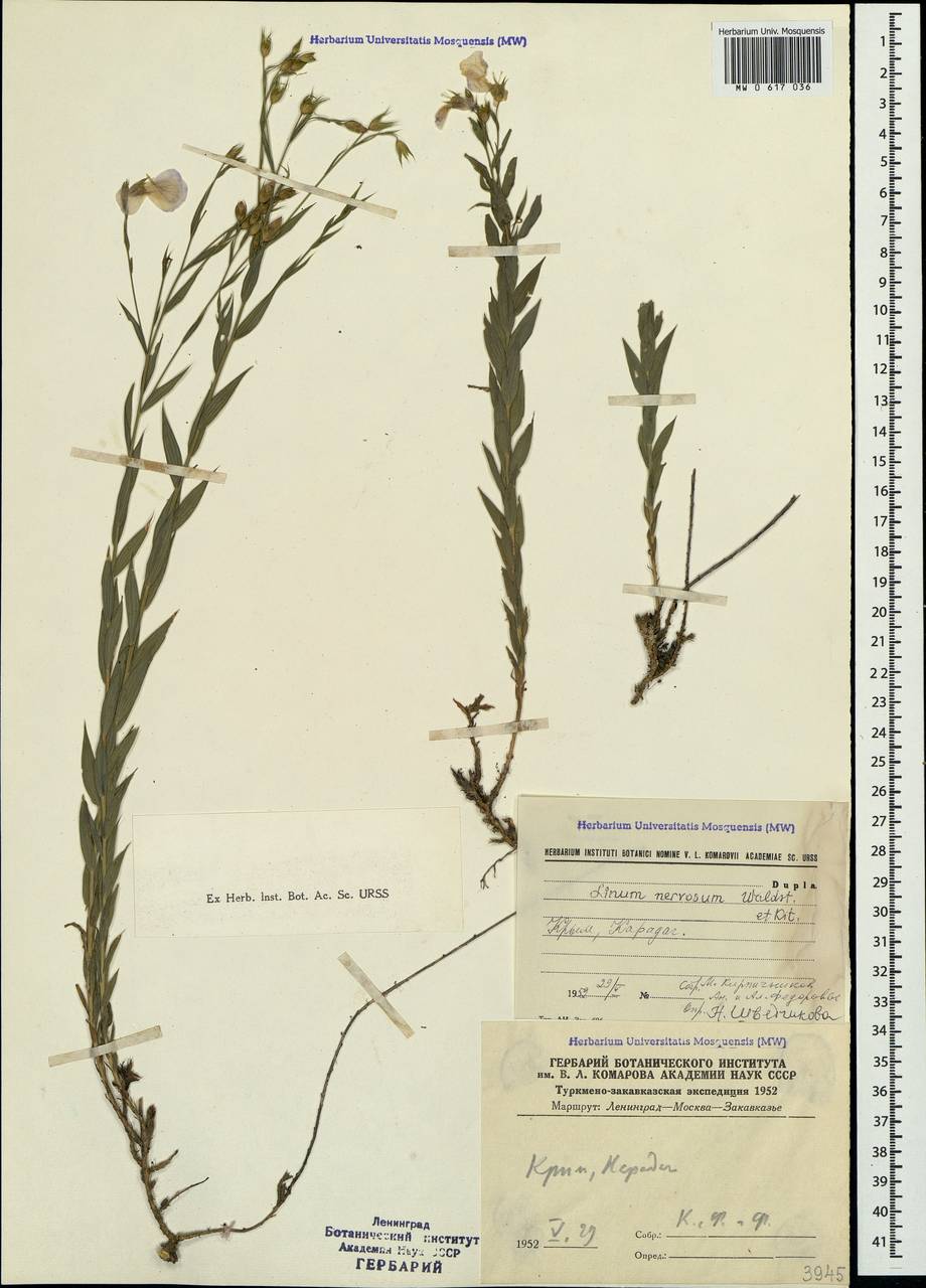 Linum nervosum Waldst. & Kit., Crimea (KRYM) (Russia)