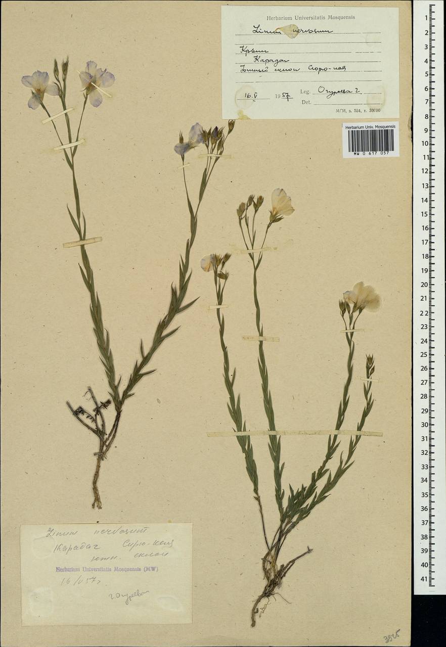 Linum nervosum Waldst. & Kit., Crimea (KRYM) (Russia)
