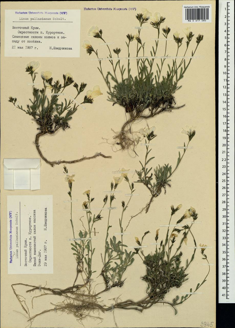 Linum pallasianum Schult., Crimea (KRYM) (Russia)