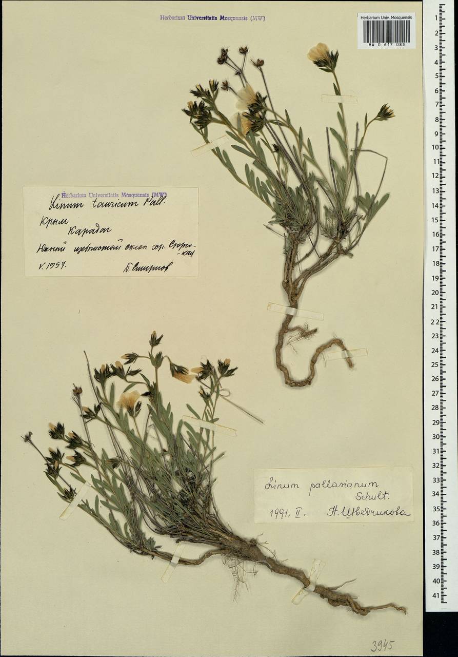 Linum pallasianum, Crimea (KRYM) (Russia)
