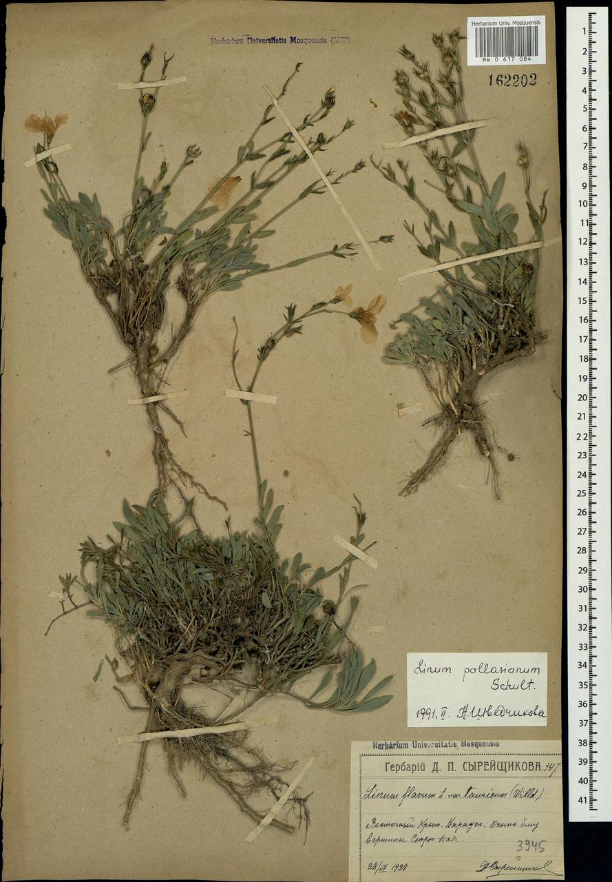 Linum pallasianum Schult., Crimea (KRYM) (Russia)