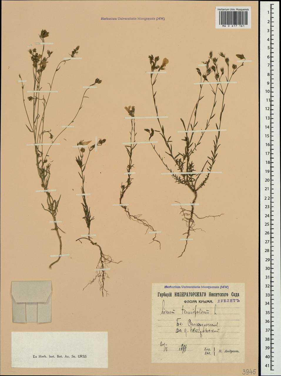 Linum tenuifolium L., Crimea (KRYM) (Russia)
