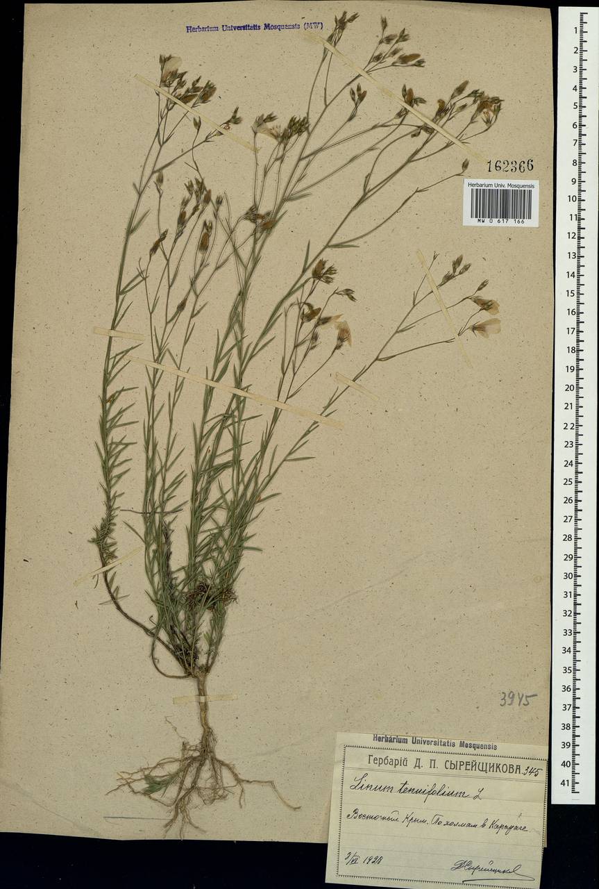 Linum tenuifolium L., Crimea (KRYM) (Russia)