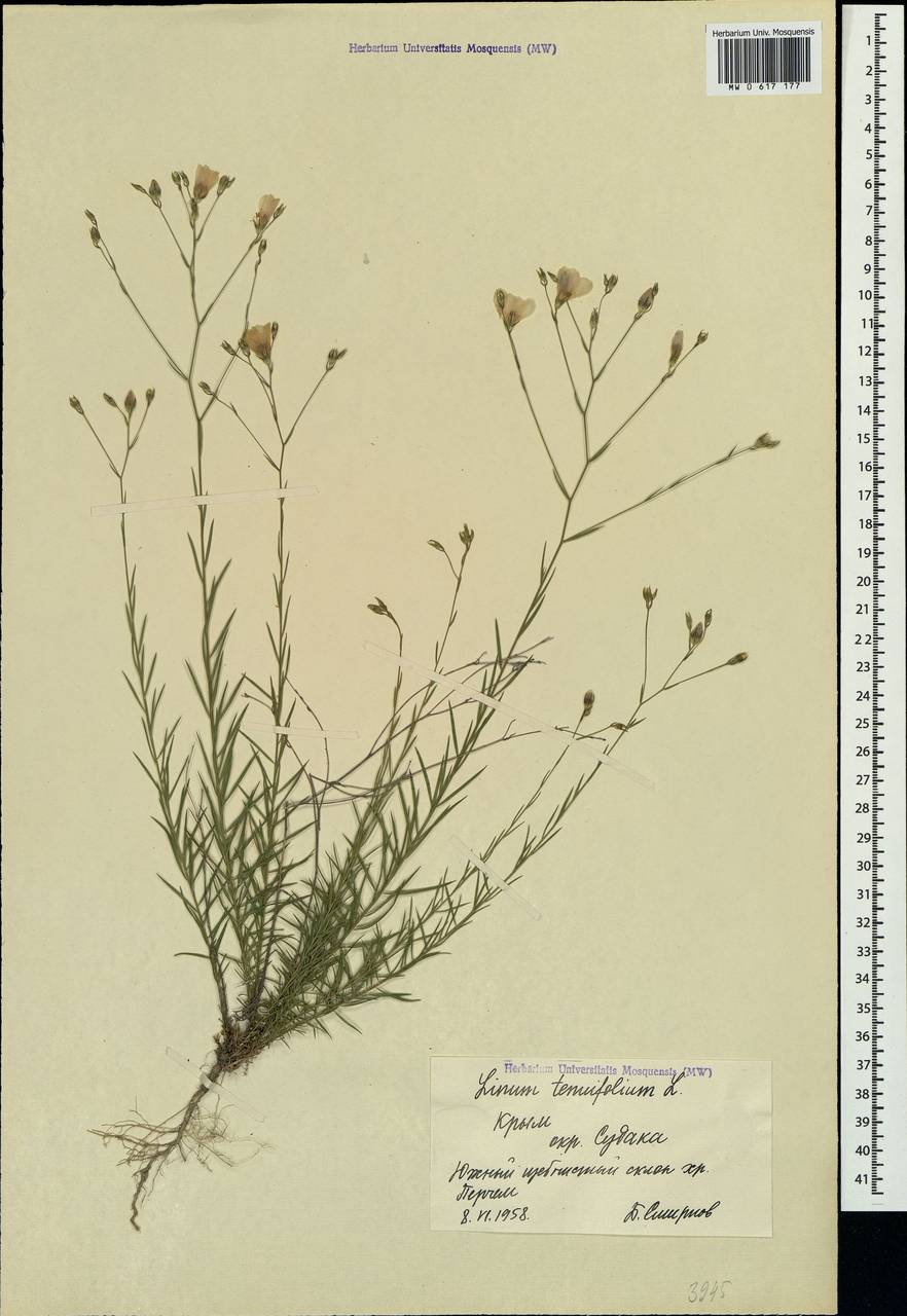 Linum tenuifolium L., Crimea (KRYM) (Russia)