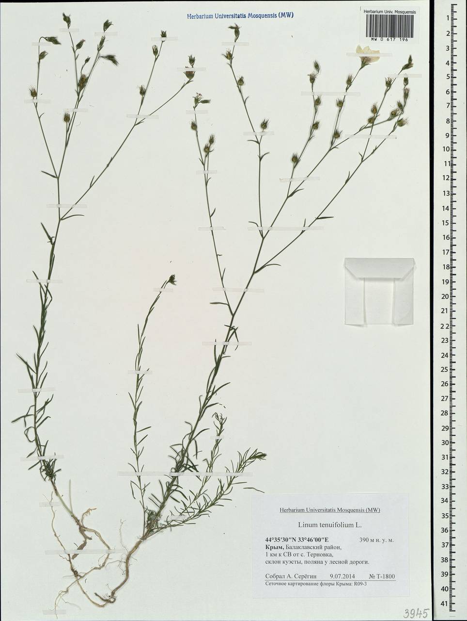 Linum tenuifolium L., Crimea (KRYM) (Russia)