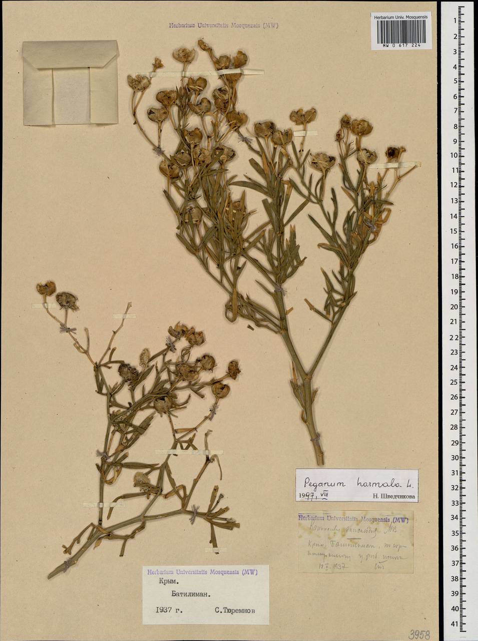 Peganum harmala L., Crimea (KRYM) (Russia)