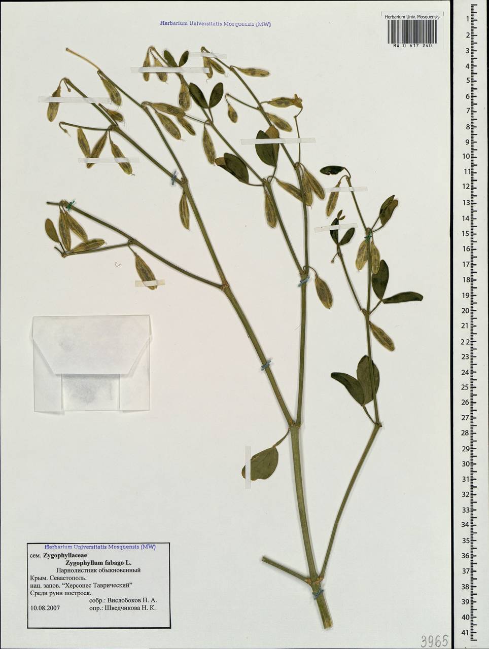 Zygophyllum fabago L., Crimea (KRYM) (Russia)