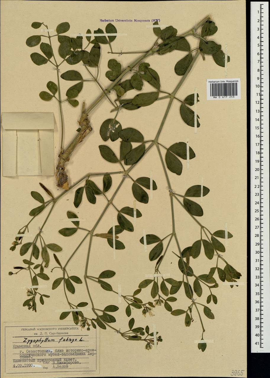 Zygophyllum fabago L., Crimea (KRYM) (Russia)