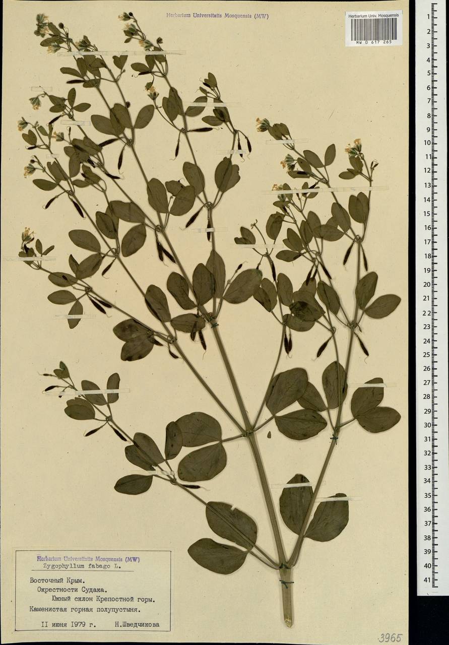 Zygophyllum fabago L., Crimea (KRYM) (Russia)