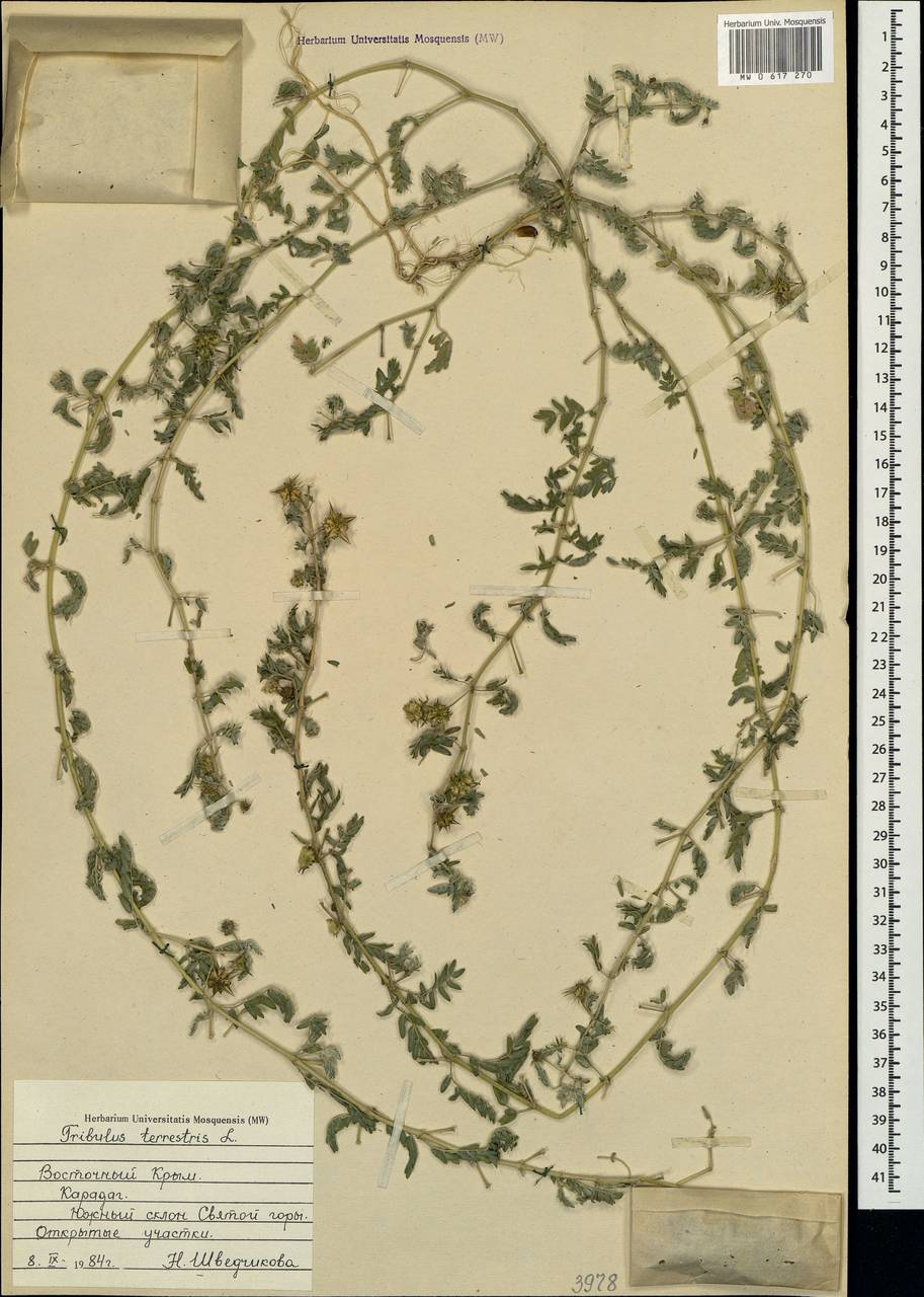 Tribulus terrestris L., Crimea (KRYM) (Russia)