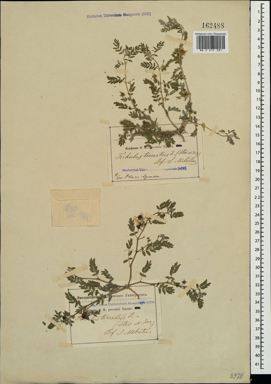 Tribulus terrestris L., Crimea (KRYM) (Russia)